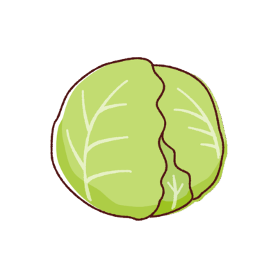 キャベツのイラスト