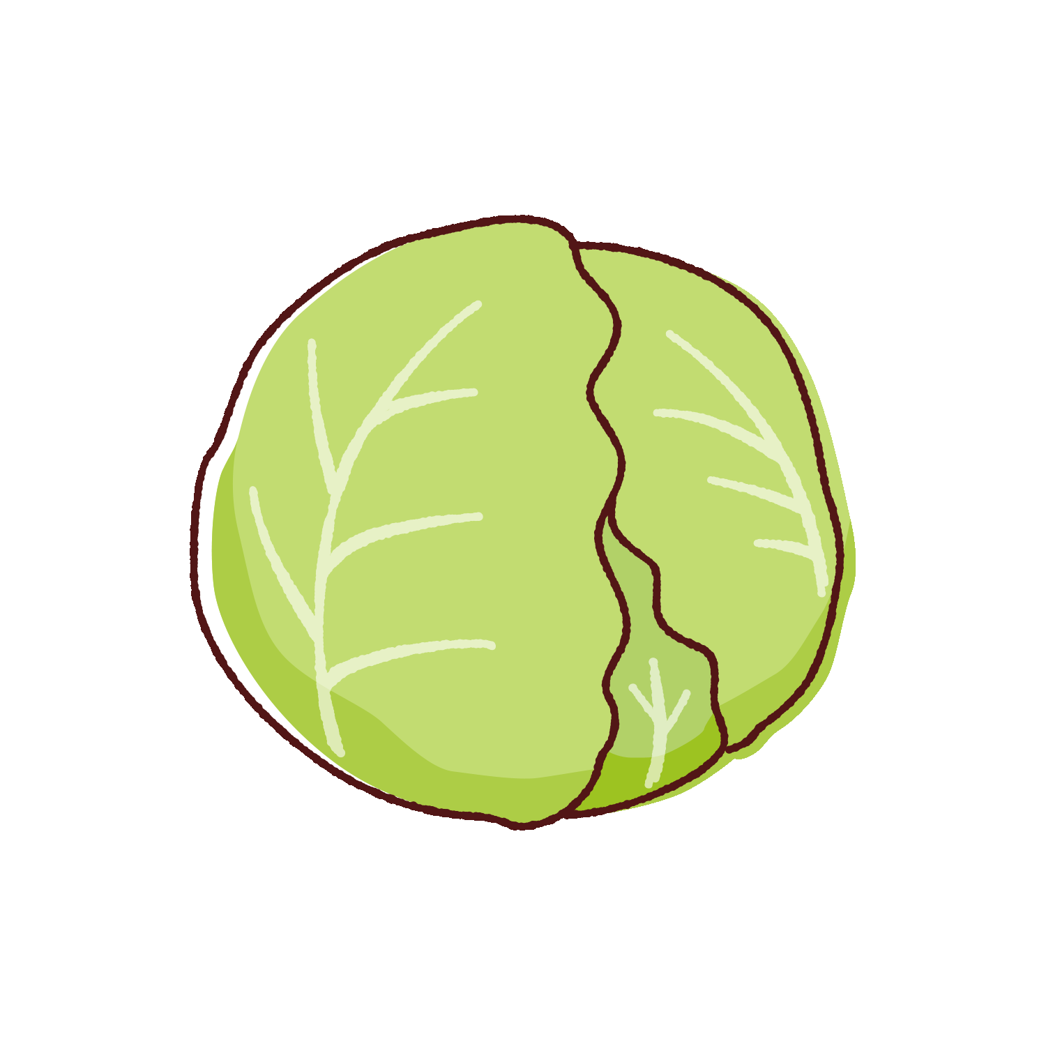 キャベツのイラスト